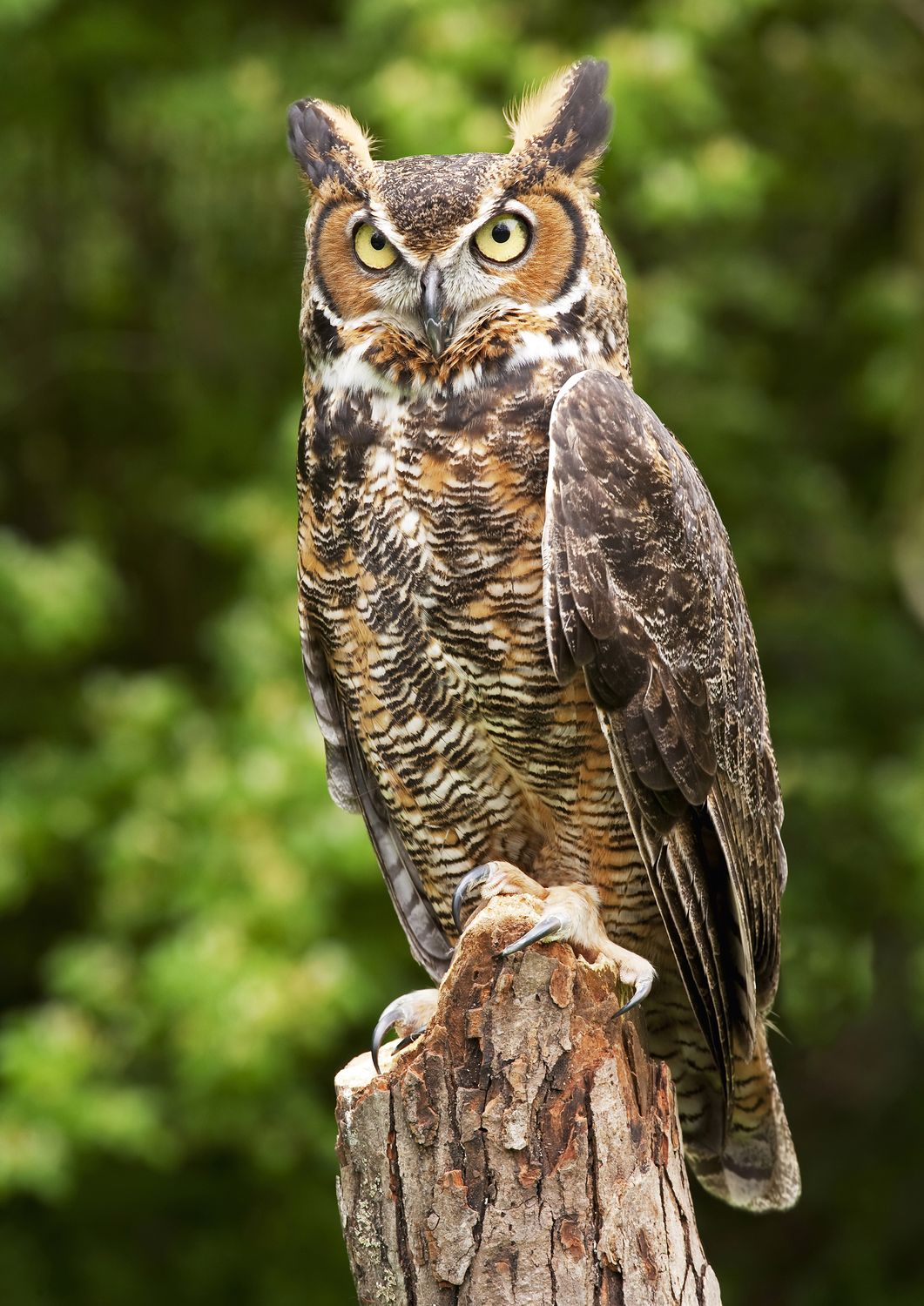Owls