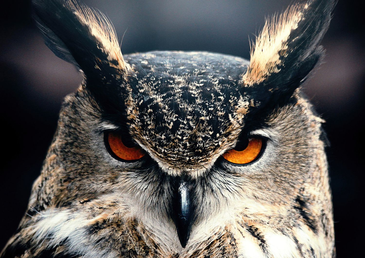 Owls