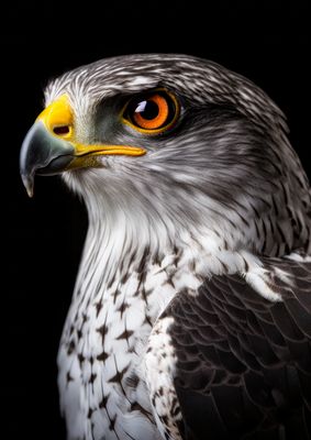 Eurasian Hawk