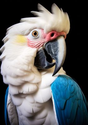 Parrots