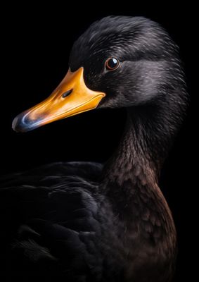 Ducks