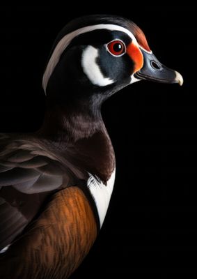 Wood Duck