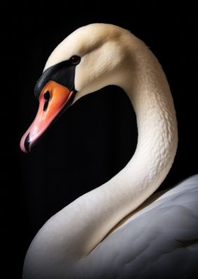 Swan