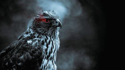 Hawk