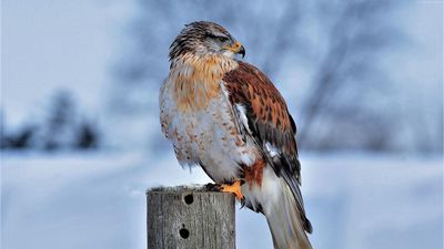 Hawk