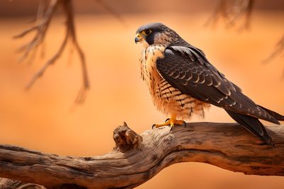 Hawk