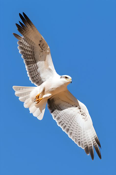 Hawk