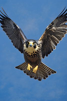 Hawk