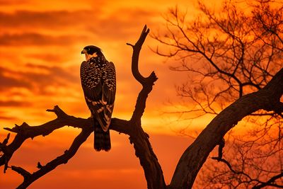 Red Necked Falcon