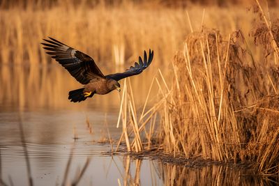 Hawk