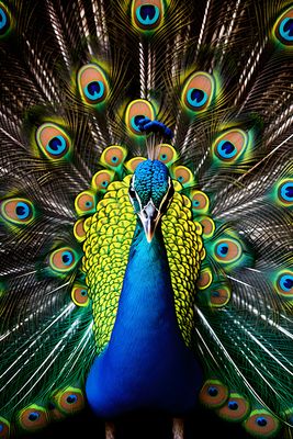 Peacock