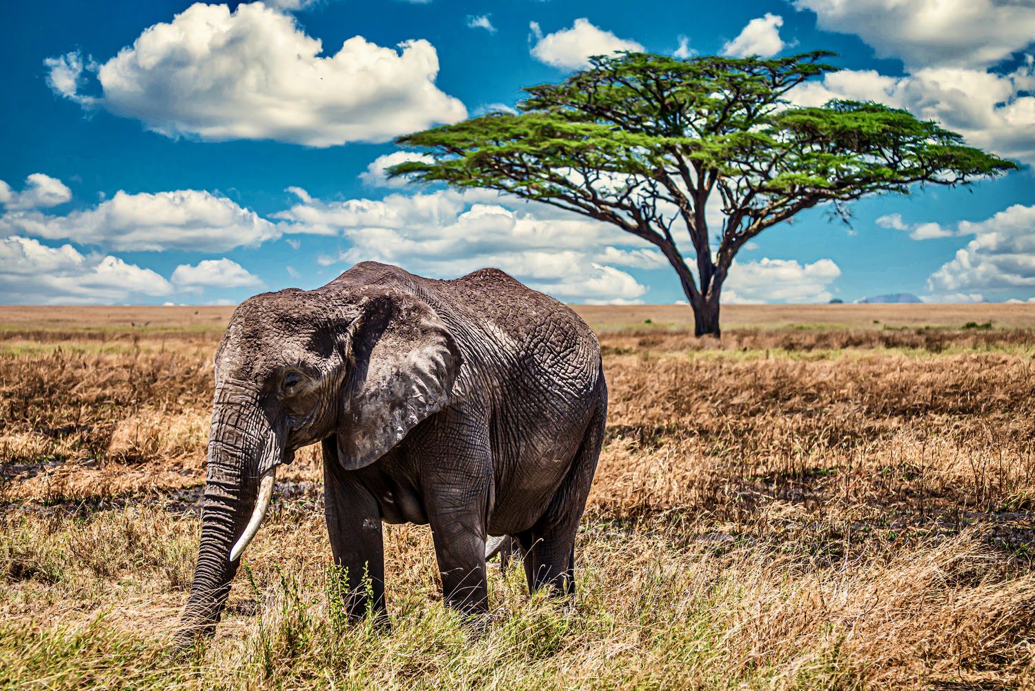 African Elepant