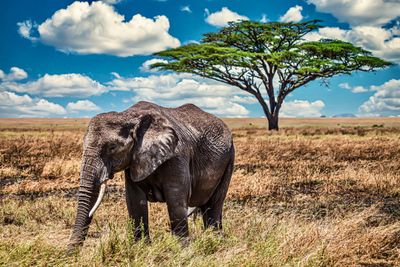 African Elepant