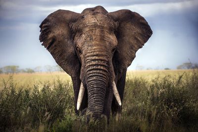 African Elepant