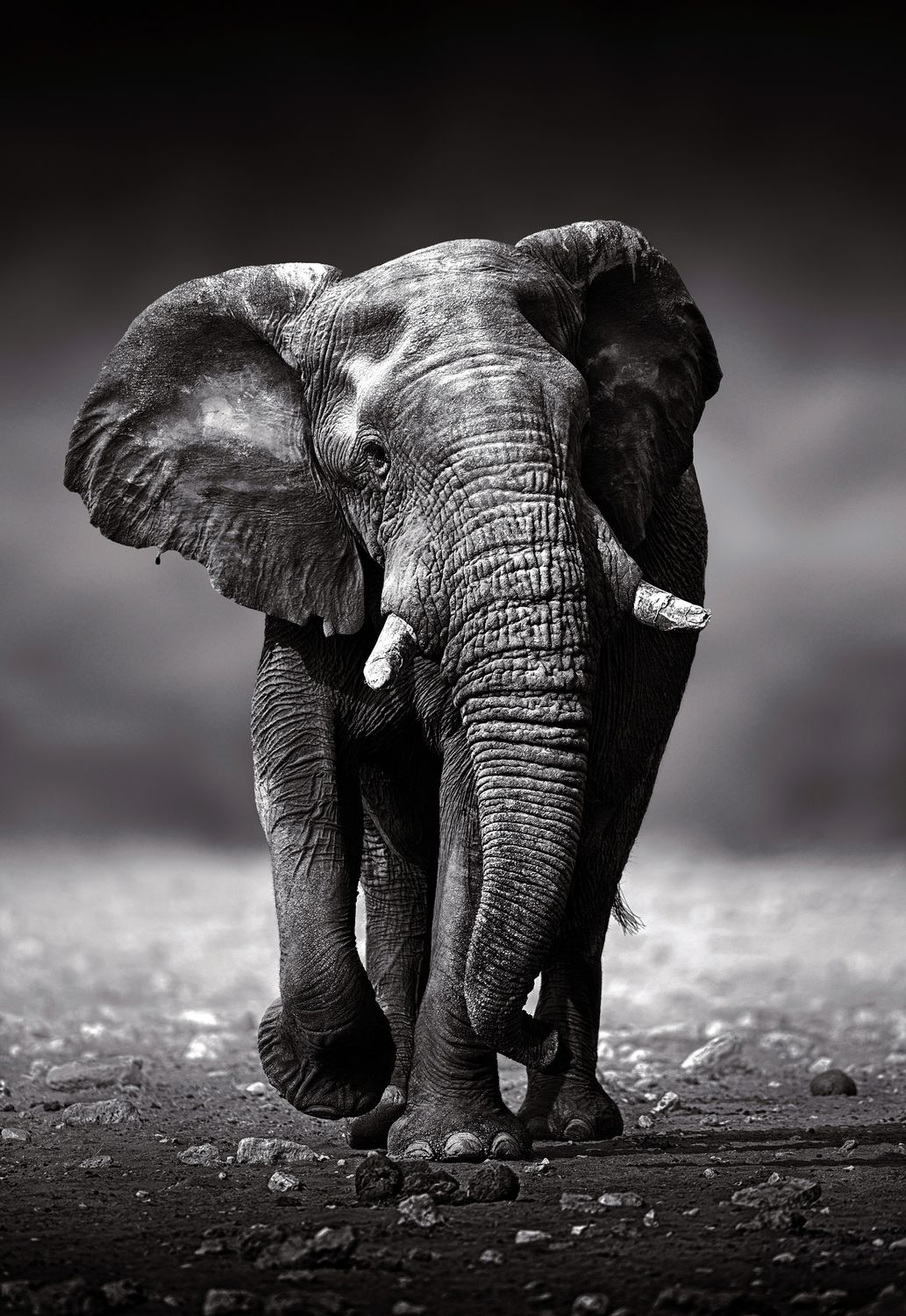 African Elepant