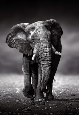 African Elepant