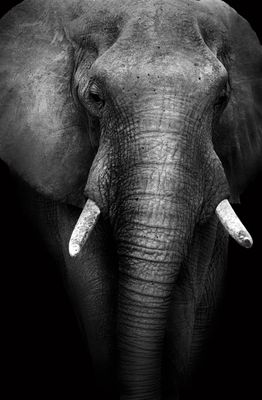 African Elepant