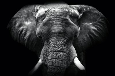 African Elepant