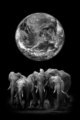 African Elepant