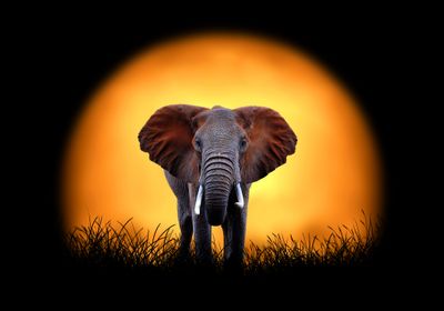 African Elepant