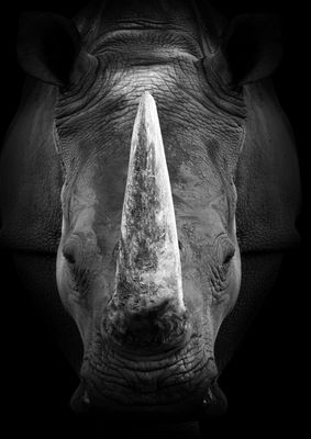 African Rhino