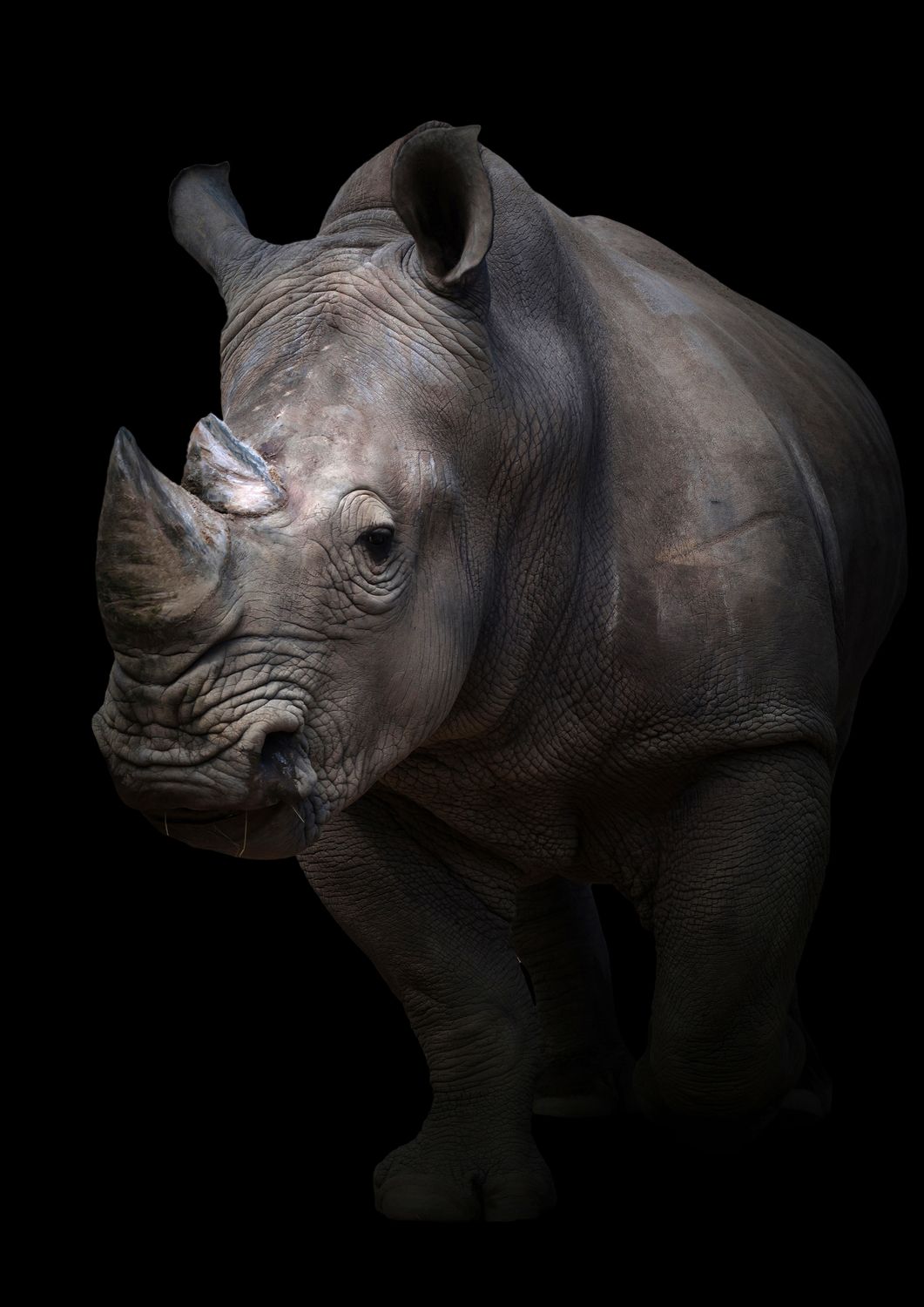 African Rhino