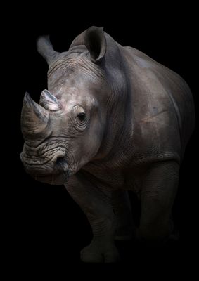 African Rhino