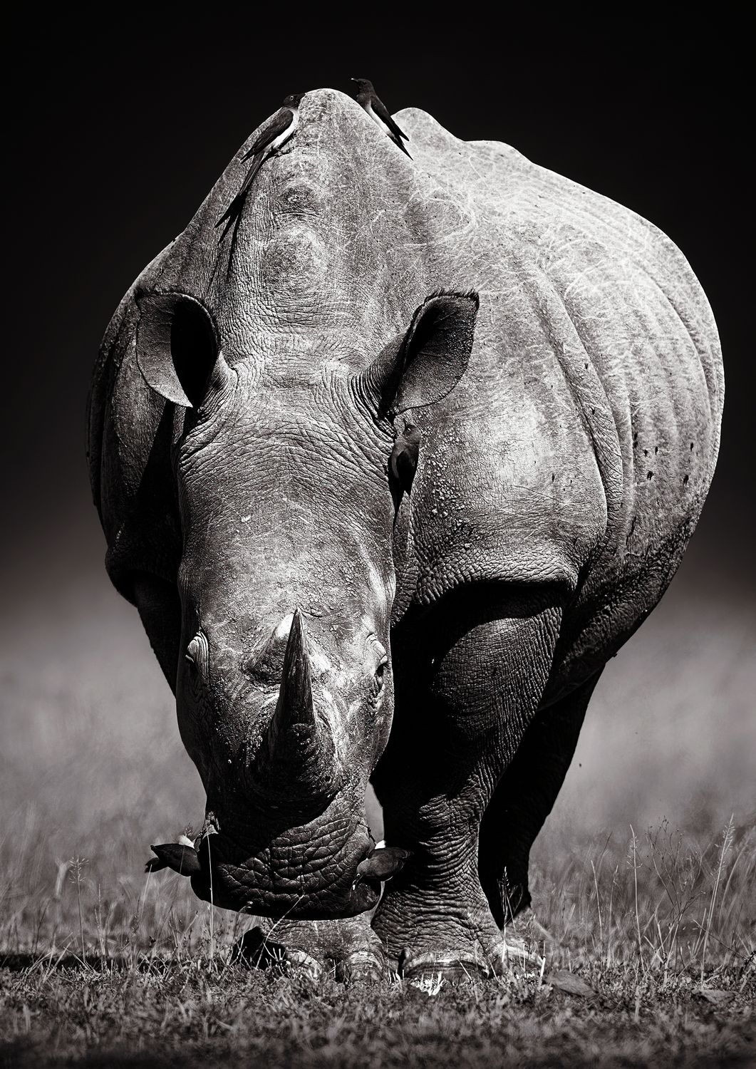 African Rhino