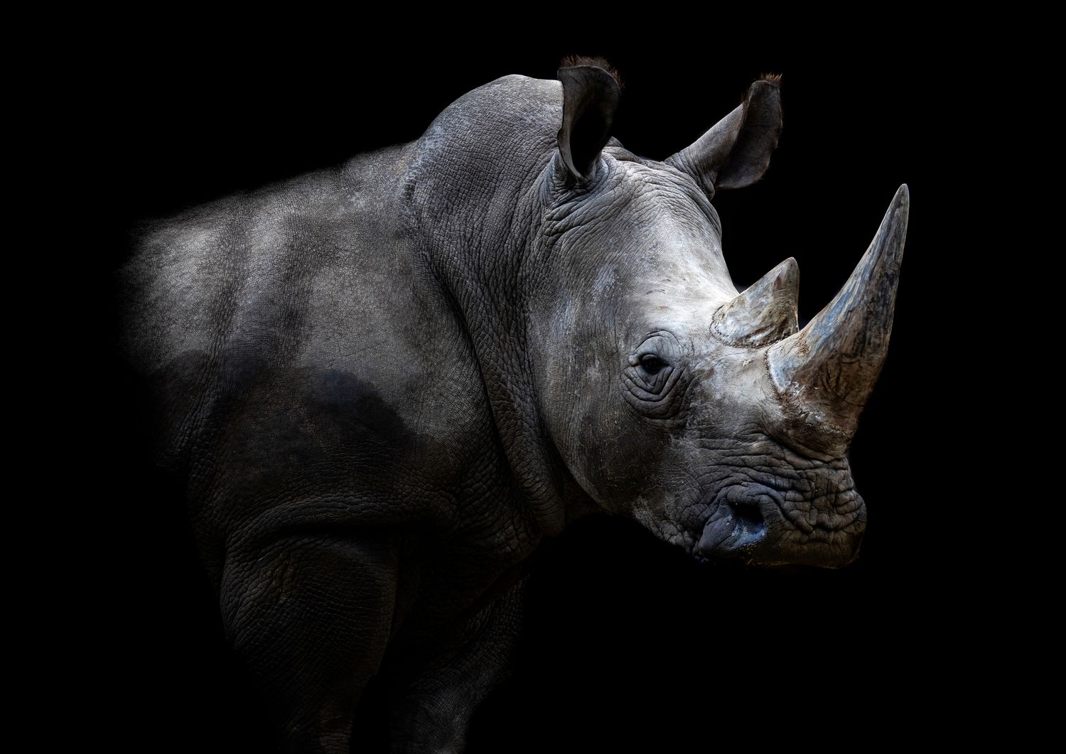 African Rhino