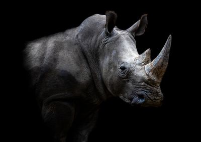 African Rhino