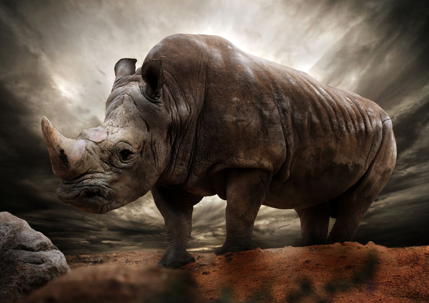 African Rhino