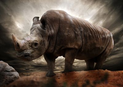 African Rhino