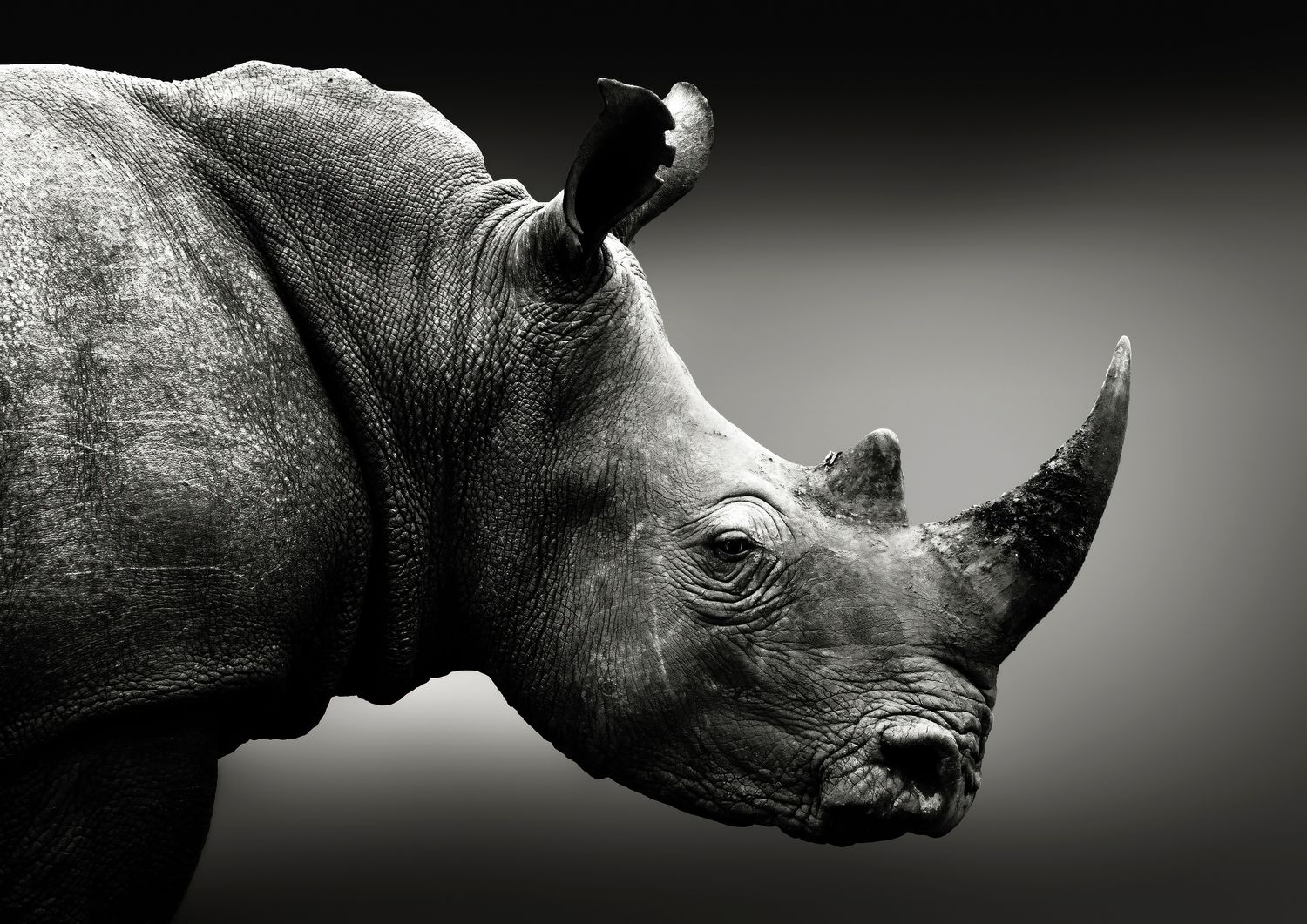 African Rhino