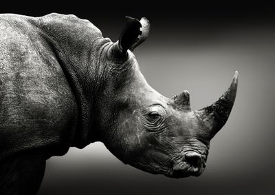 African Rhino
