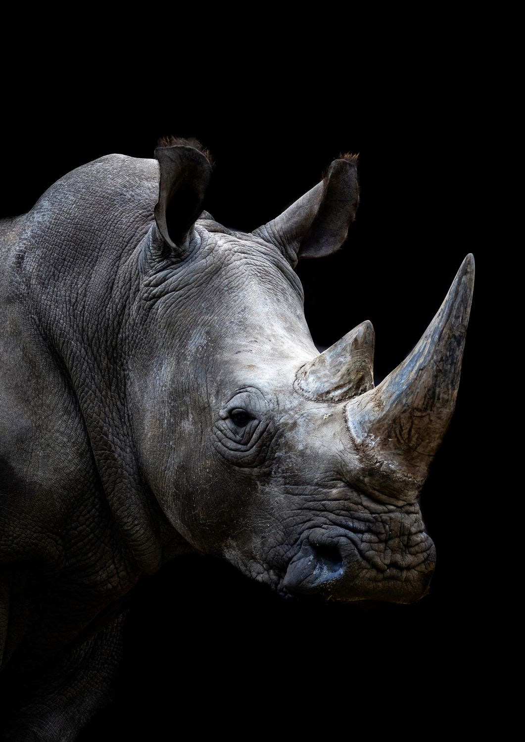 African Rhino