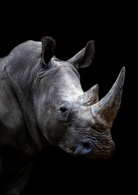 African Rhino
