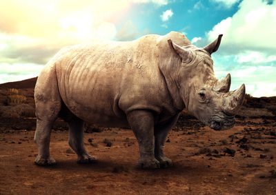 African Rhino