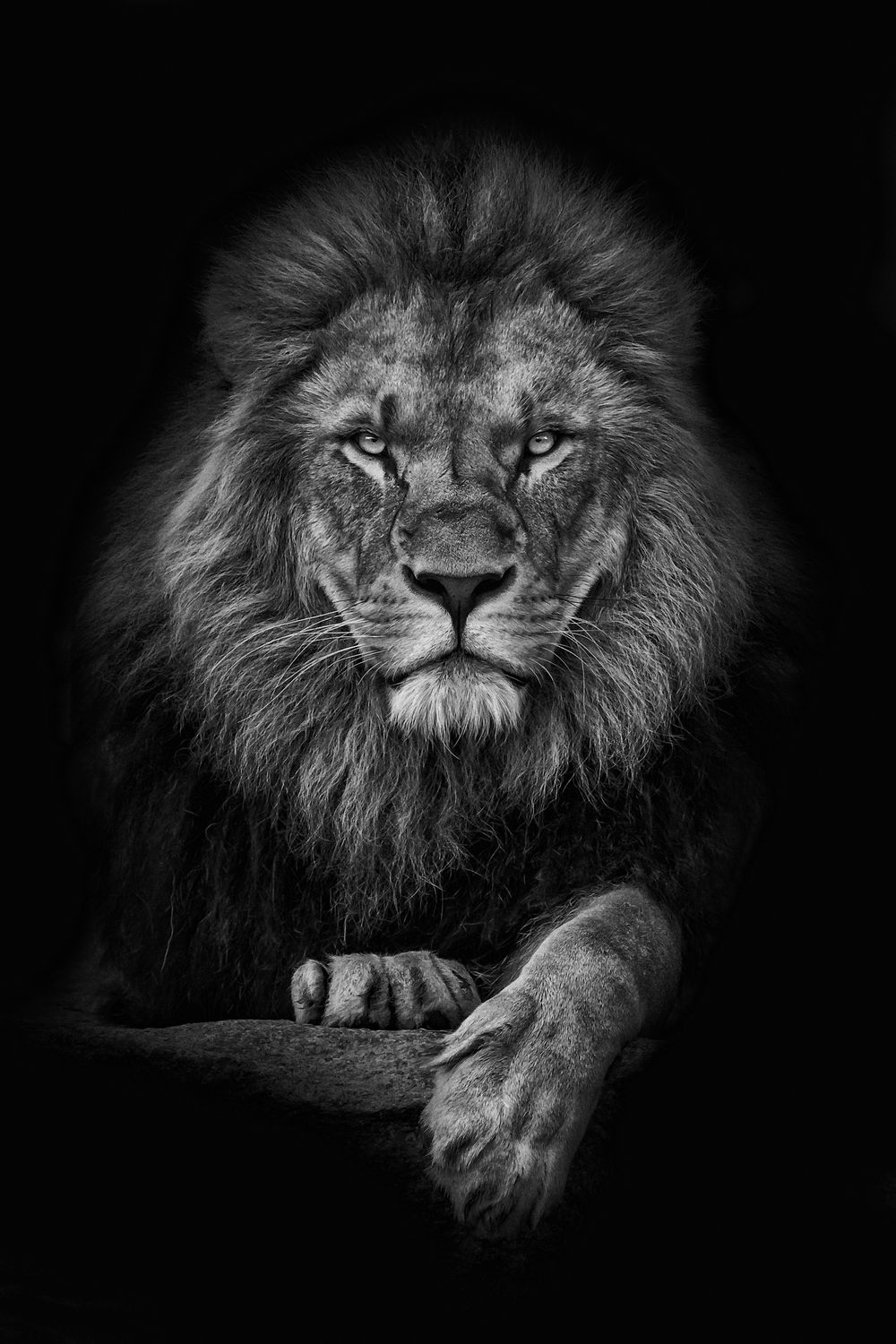 African Lion