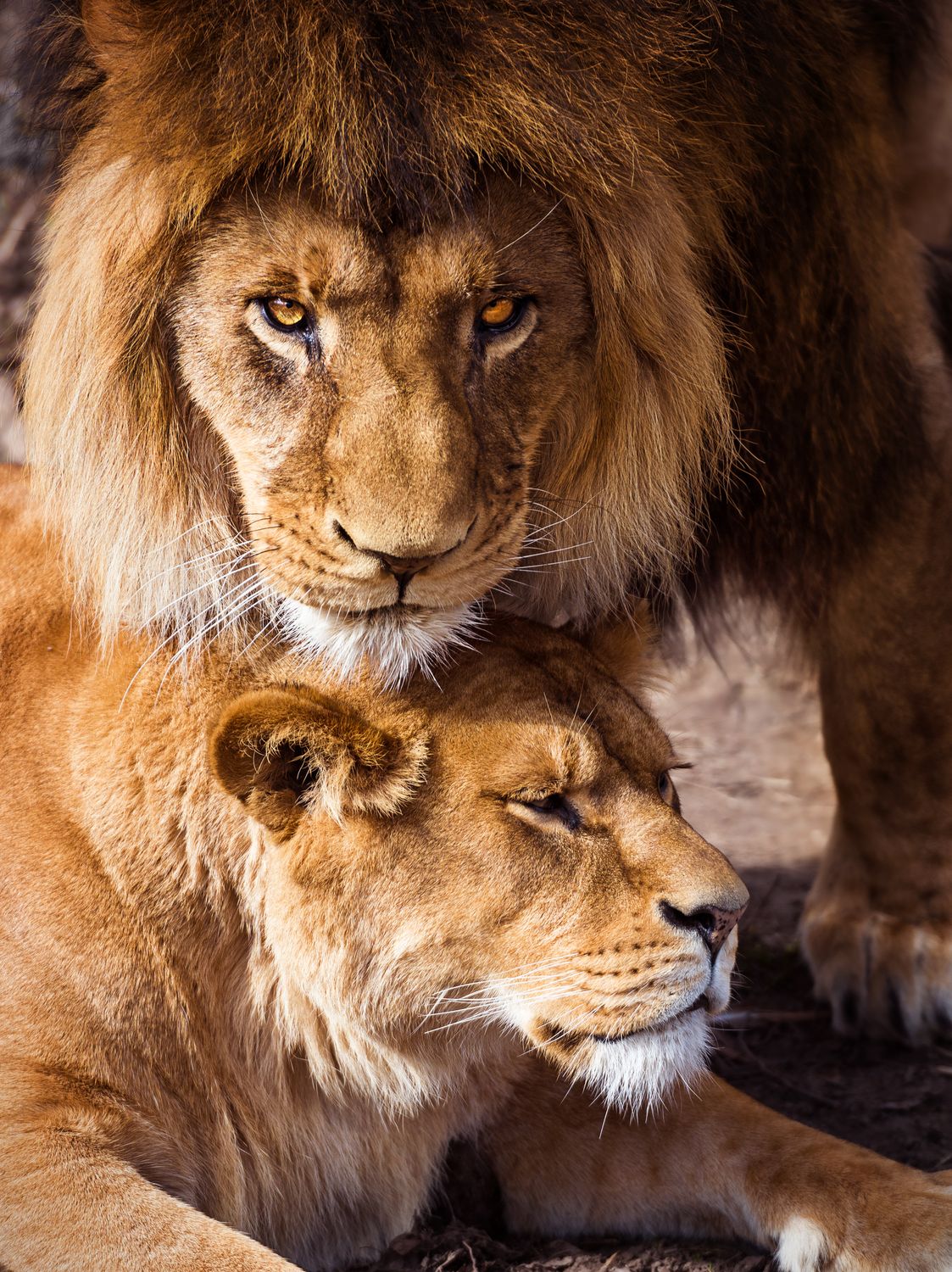 African Lion