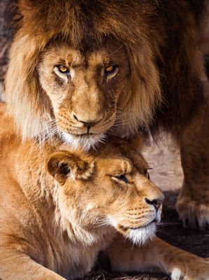 African Lion