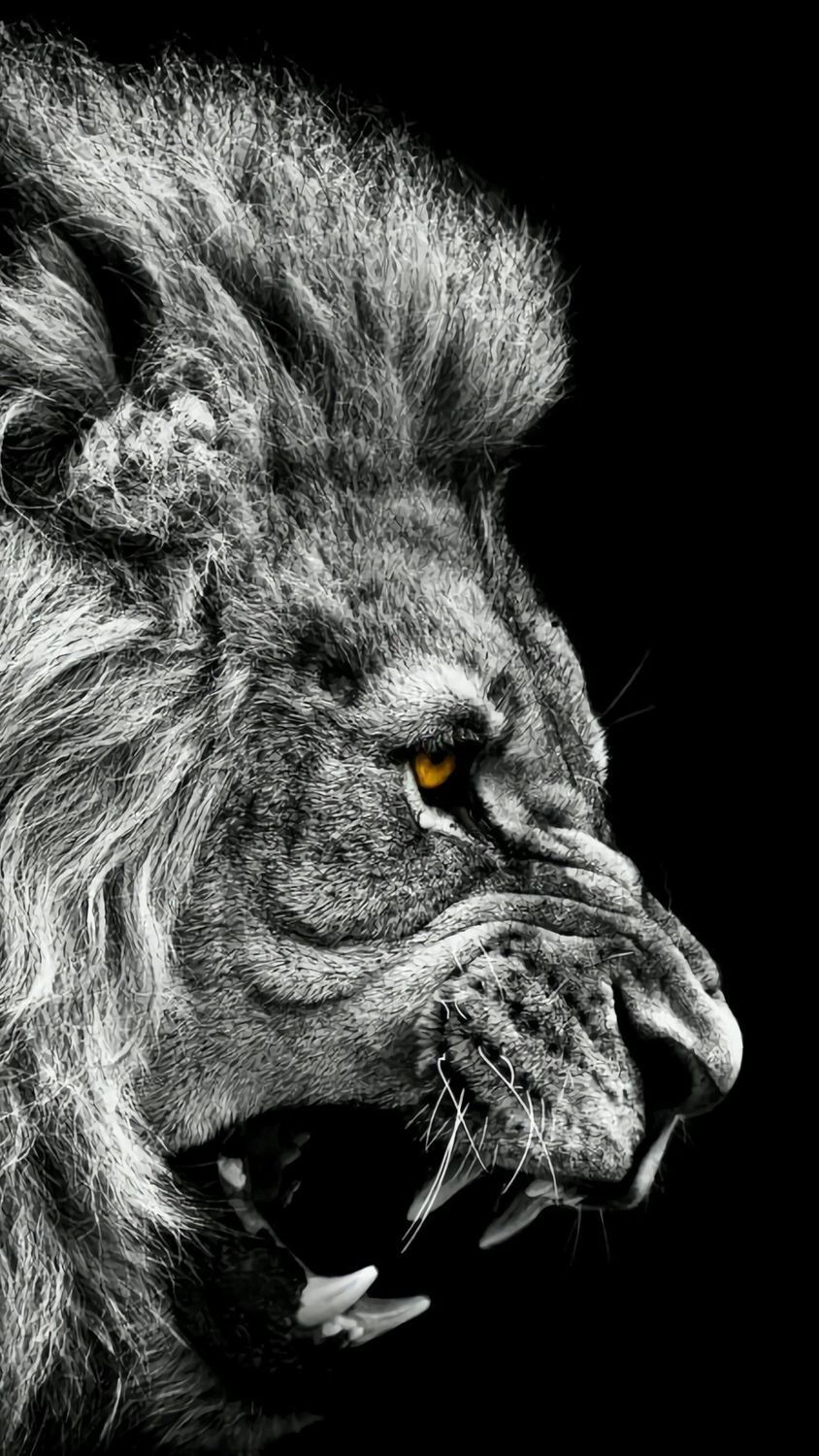 African Lion