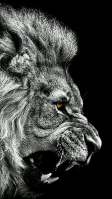 African Lion