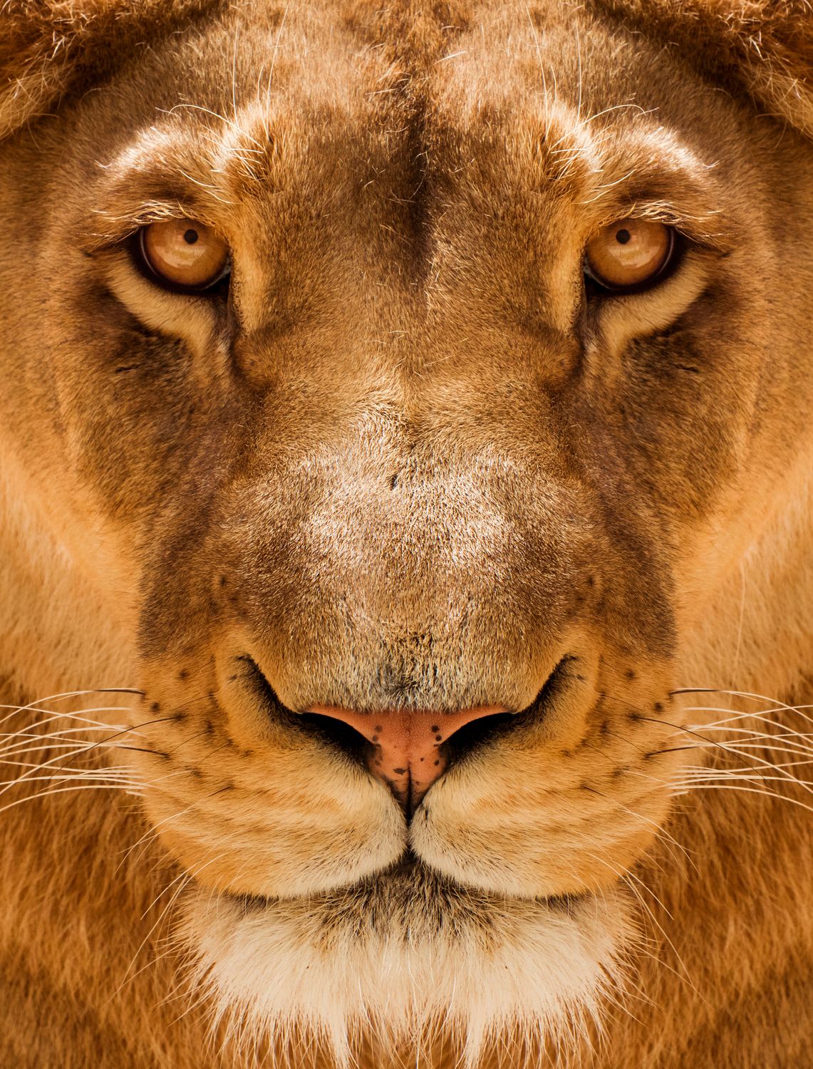 African Lion