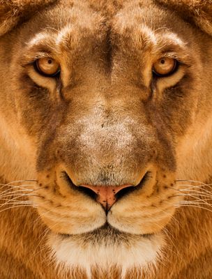 African Lion