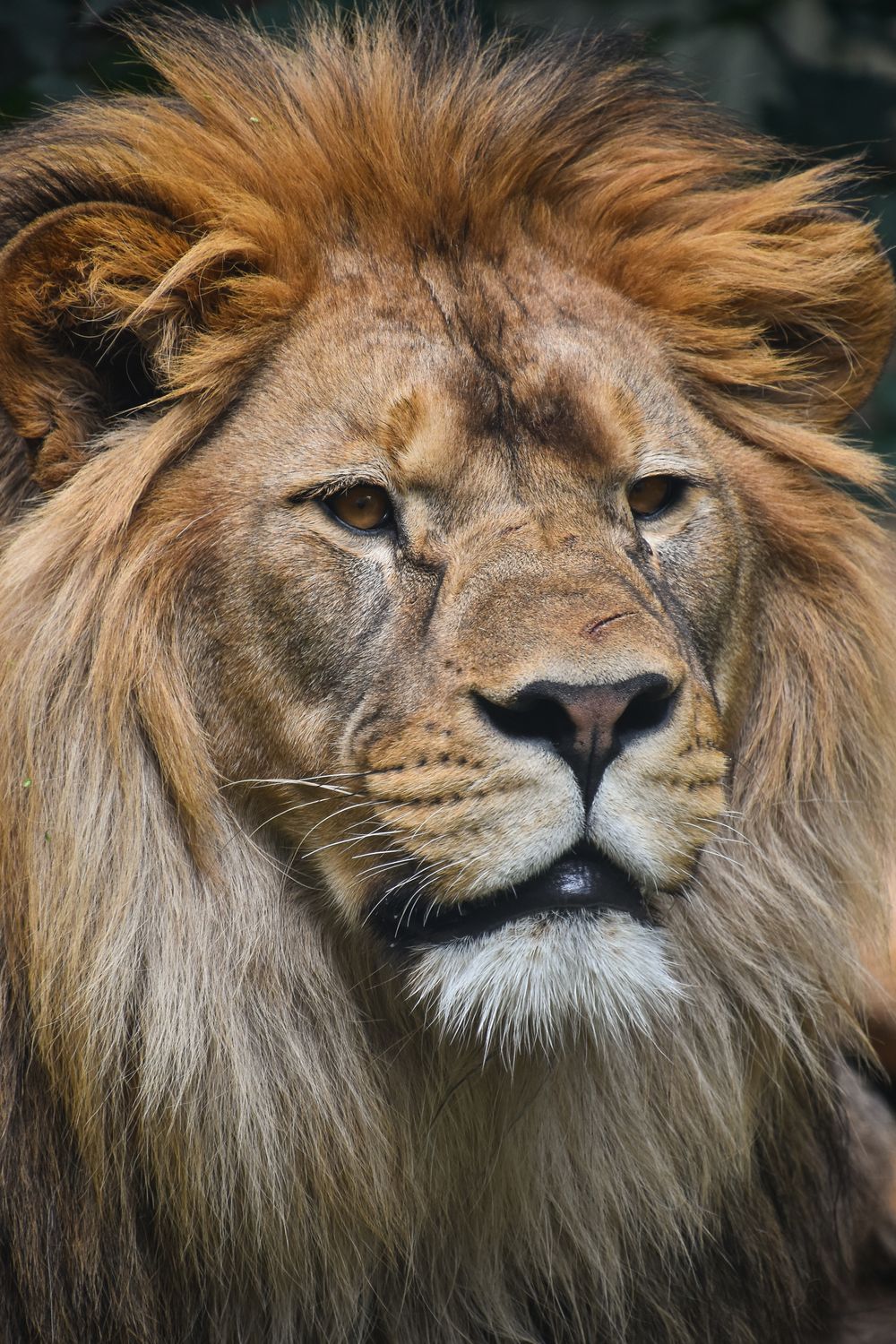 African Lion