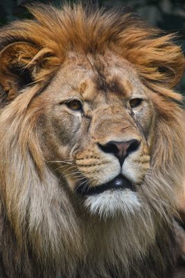 African Lion