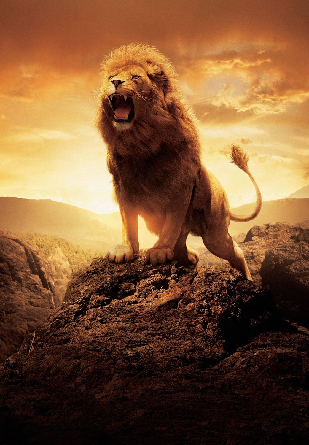 African Lion