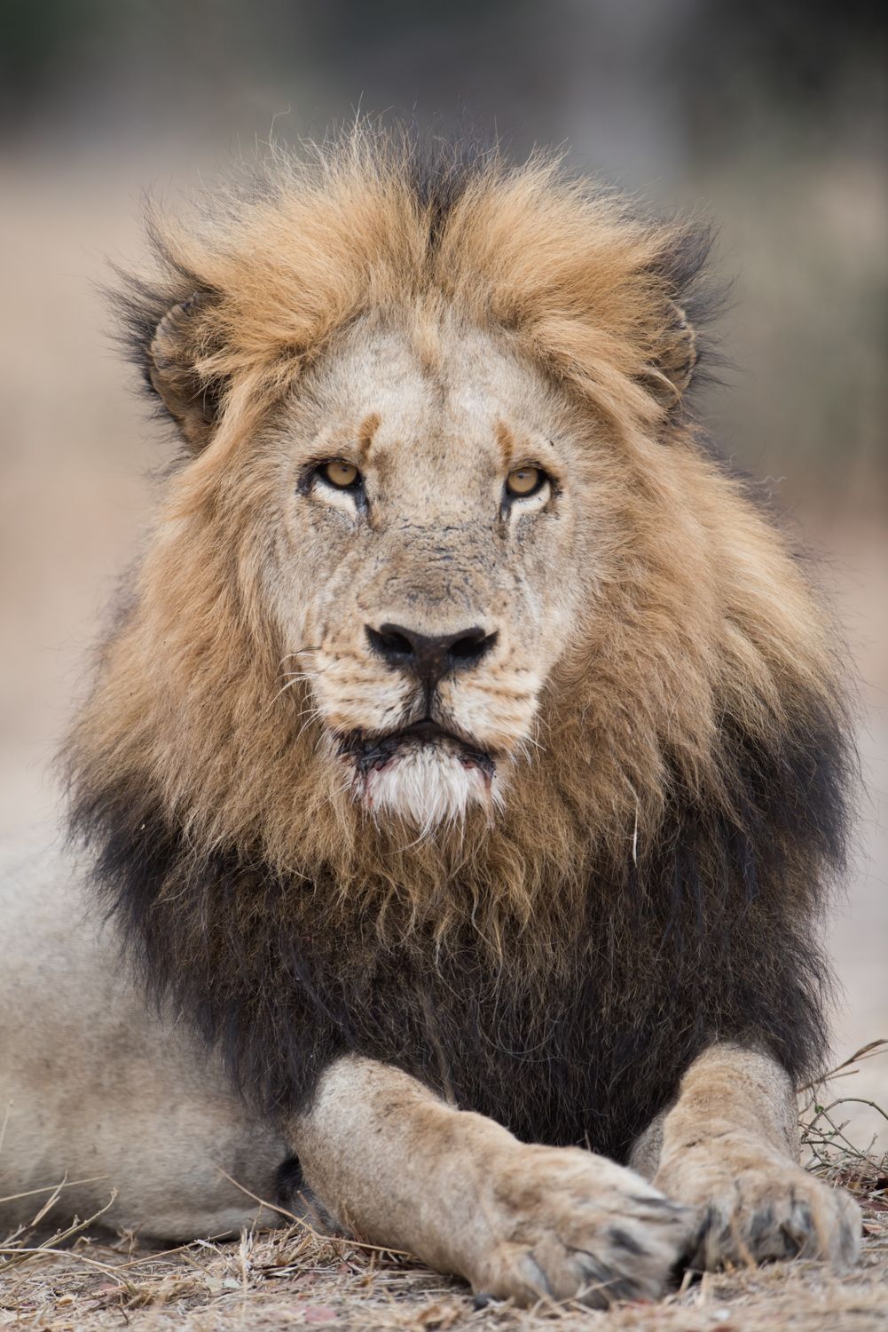 African Lion