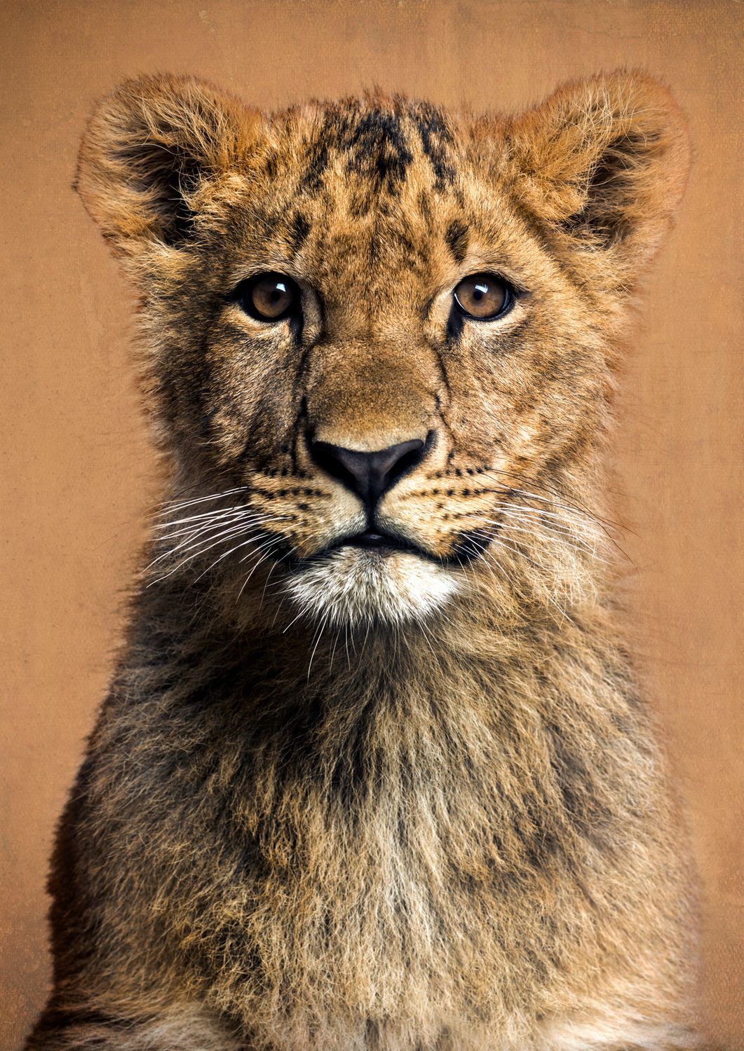 African Lion
