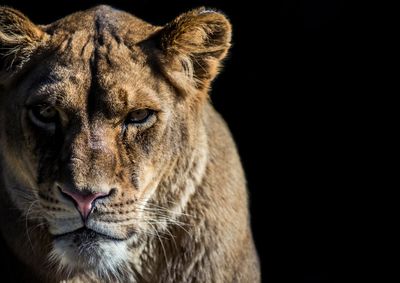 African Lion